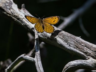 228164260 