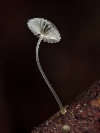 265676087 