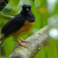 Sounds of Bako thumbnail