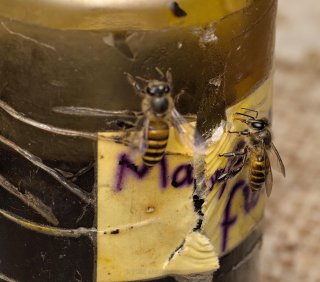 Bees