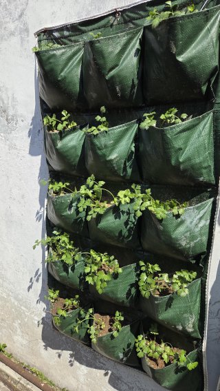 Herbs