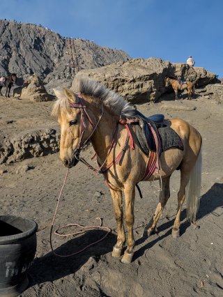 Horse2