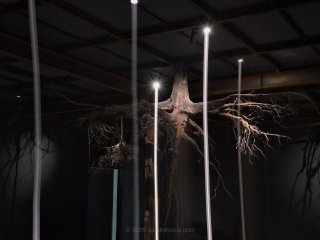 Roots