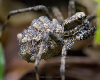 Spiders