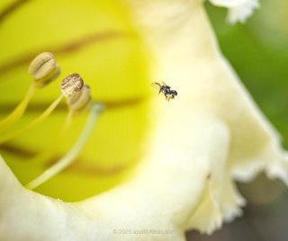 Tinybee