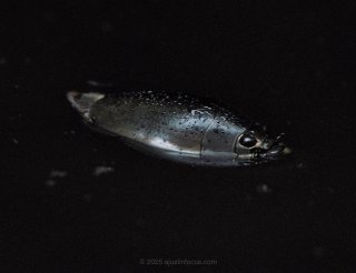 Waterbeetle