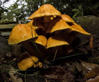 Golden mushrooms