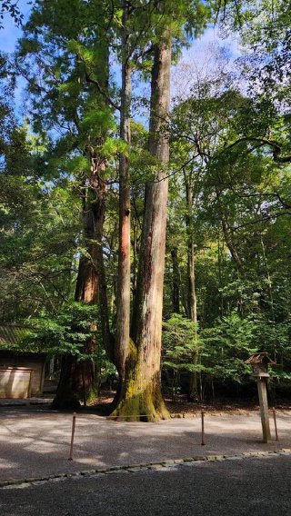 Sacred mature trees