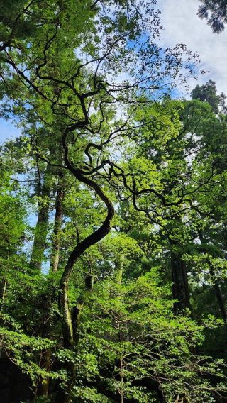 Ise Tree2