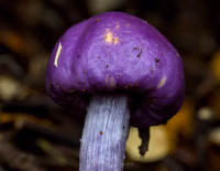Kiwi mushrooms thumbnail