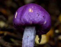 Kiwi mushrooms thumbnail