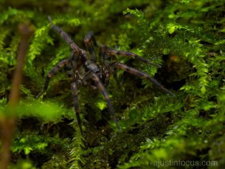 Orepukia sp.?