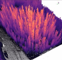 LiDAR literacy: trees thumbnail
