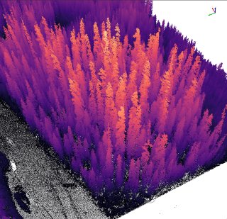Height above ground (HAG) can be rendered alone, subtracting out the 'ground' variation for easier tree-to-tree height comparisions on steep slopes--this is the same grove as shown above.