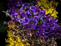 OSSEA orchid show thumbnail