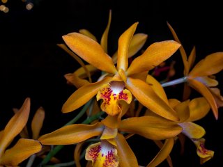 Q5179183