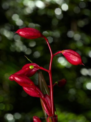 Alpina Glabra
