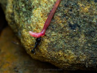 Antworm