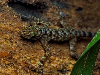 Gecko