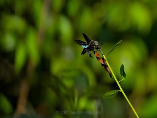 Giantbee