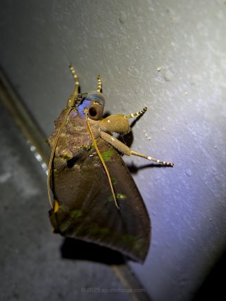 Giantmoth