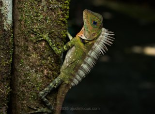 Lizard