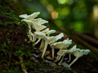 Mushrooms