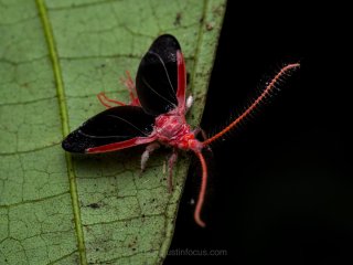 Scaleinsect