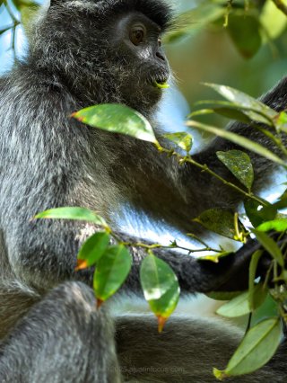 Silvermonkey