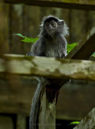 Silvermonkeyyoung