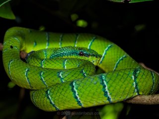 Viper